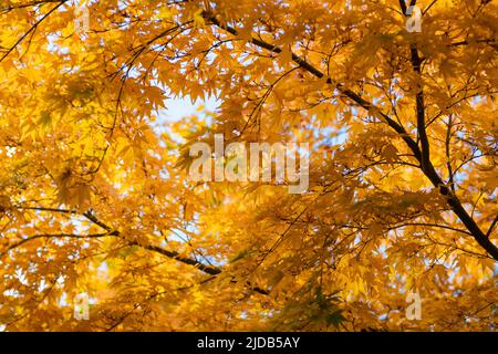 Superbes feuilles jaunes aux couleurs d'automne sur un érable ornemental ; Olympia, Washington, États-Unis d'Amérique Banque D'Images