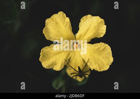 araignées sur les fleurs Banque D'Images