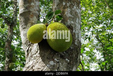 Vue à angle bas de deux fruits à jack (Artocarpus heterophyllus) accrochés au tronc d'un grand arbre à jack Banque D'Images