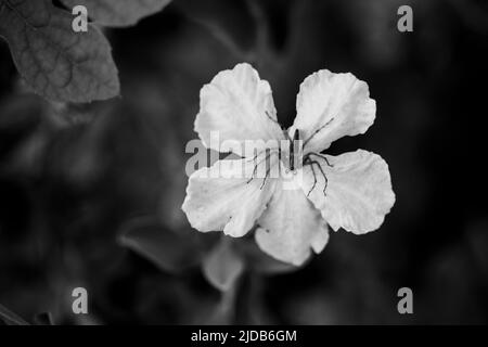 araignées sur les fleurs Banque D'Images