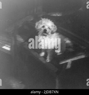 Portrait d'un petit chien blanc Bichon Frise assis sur une chaise avec un effet vintage, pris avec l'appareil-photo Daitoh Grace 120 film Banque D'Images