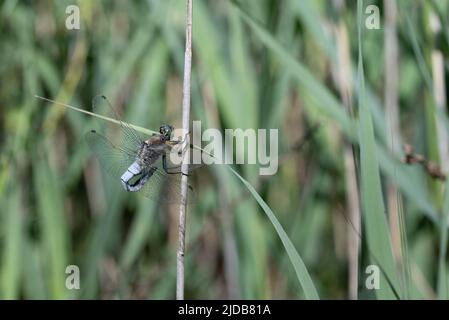 Une libellule à ventre plat (Libellula depressa) perchée sur une branche à l'extérieur, devant des lames d'herbe dans un pré en arrière-plan Banque D'Images