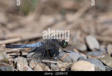 Vue rapprochée d'une libellule à ventre plat (Libellula depressa) en plein air Banque D'Images