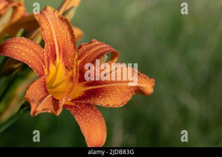 Gros plan de la fleur orange d'un nénuphars (Hemerocallis), sur fond vert dans la nature. Banque D'Images