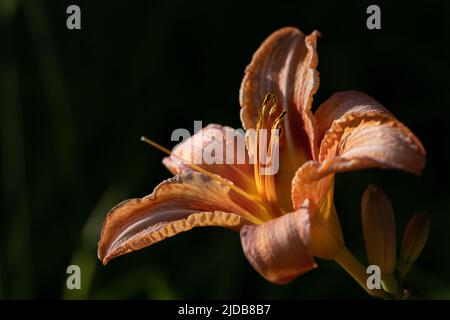 Gros plan de la fleur orange d'un nénuphars (Hemerocallis), sur un fond sombre dans la nature Banque D'Images