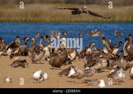 Colonie d'oiseaux de mer, pélicans et mouettes, sur la plage près de la rivière. Banque D'Images