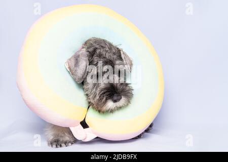 schnauzer miniature dans un coussin de voyage arc-en-ciel sur un fond clair, espace de copie. Le chien se prépare pour le voyage. Vacances avec les animaux. Déplacement Banque D'Images