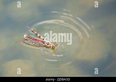 Un grand criquet migrateur brun, Locusta migratoria, est tombé dans l'eau lors d'une journée ensoleillée d'été. Le criquet pèlerin est la spécification de criquet pèlerin la plus répandue Banque D'Images