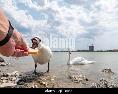 Alimenter le cygne. Main avec morceau de pain. Les cygnes sont nourris à la main. Un cygne très doux mange de la main des gens. White Swan mangeant avec les mains en gros plan. L Banque D'Images