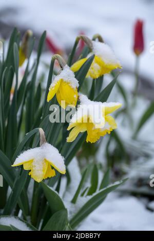 Jonquilles dans la neige - lit de fleurs près Banque D'Images