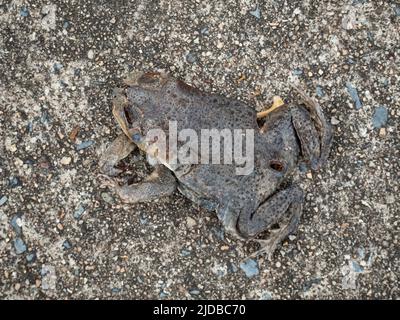 Mort et asséché crapaud de canne, Rhinella marina, sur une route dans le nord de l'Australie Banque D'Images