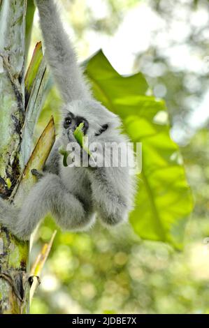 Un gibbon Javan juvénile (Hylobates moloch, gibbon argenté) qui escalade un bananière au Centre Javan Gibbon (JGC), un centre de réhabilitation de gibbon à Cicurug, Sukabumi, West Java, Indonésie. Banque D'Images