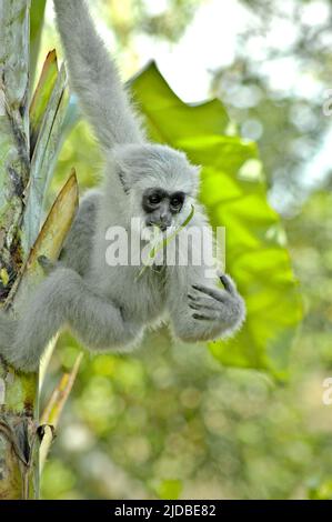 Un gibbon Javan juvénile (Hylobates moloch, gibbon argenté) qui escalade un bananière au Centre Javan Gibbon (JGC), un centre de réhabilitation de gibbon à Cicurug, Sukabumi, West Java, Indonésie. Banque D'Images