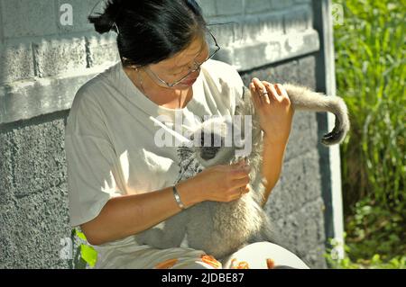 Un gibbon Javan juvénile (Hylobates moloch, gibbon argenté) obtient un contrôle physique au Centre JGC (Javan Gibbon Centre), un centre de réhabilitation de gibbon à Cicurug, Sukabumi, Java Ouest, Indonésie. Banque D'Images