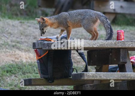 Un renard gris (Urocyon cinereoargenteus) qui vole de la nourriture dans une aire de pique-nique, un exemple de confluce de la faune humaine dans le littoral national de point Reyes, CA, États-Unis. Banque D'Images