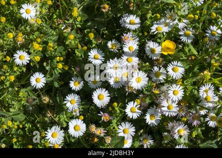 Fleurs de Marguerite sur une prairie d'en haut Banque D'Images