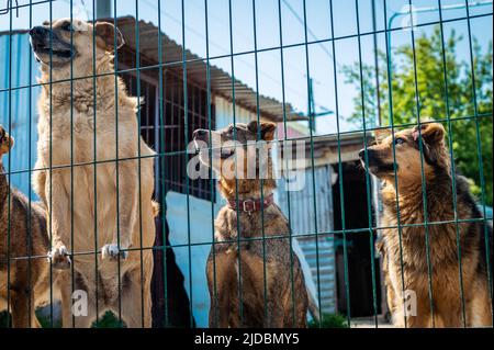 Groupe de chiens dans un abri pour animaux. Les sans-abri mangeant des chiens dans une cage d'abri chiens chenils verrouillés. En attente d'adoption Banque D'Images