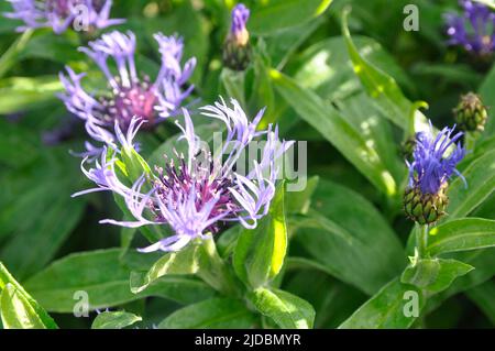 Centaurea montana ou knaphed de montagne. Délicates fleurs bleues dans le jardin. Aménagement paysager. Banque D'Images