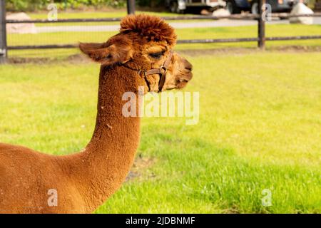 Une tête et un cou Alpaca marron. Dans un champ vert. Vue de côté. Clôture en bois. Foyer sélectif, thèmes animaux Banque D'Images
