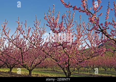 France, Vaucluse Apricot, le verger en fleur Banque D'Images