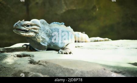 grand iguana allongé sur une pierre. Peigne épineux et peau squameuse. Photo d'animal d'un reptile Banque D'Images