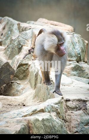 Babouin sur le rocher. Singes décontractés qui vivent dans l'association familiale. Grands singes. Photo d'animal de mammifère africain Banque D'Images