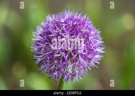 Fleur en fleur de l'échalote perse, Allium stipitatum Regel, plante médicale de la famille des Amaryllidaceae, genre Allium, espèce indigène: Asie centrale. Banque D'Images