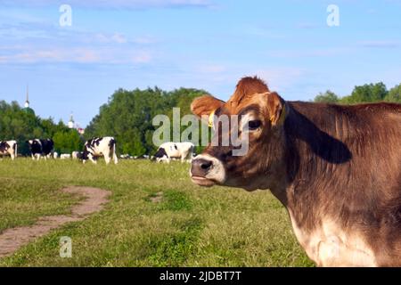 Portrait d'une vache brune. Gros plan sur le museau d'une vache de pâturage Banque D'Images