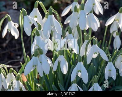Fleurs blanches de gouttes de neige (Galanthus nivalis) rétroéclairées par la lumière du soleil à l'ombre intense à la fin de l'hiver, Berkshire, février Banque D'Images