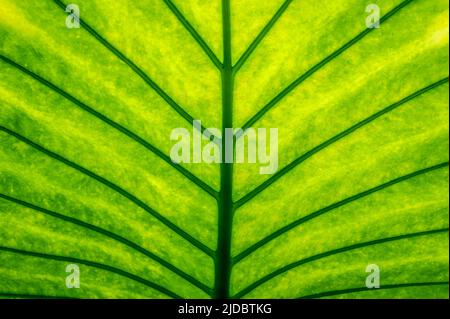 Texture de la feuille verte comme arrière-plan naturel Banque D'Images