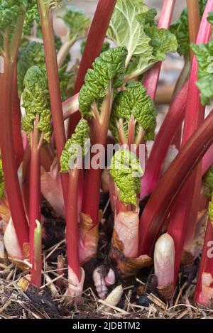 Le rhubarbe (Rheum spp.) couvrait la couronne avec de jeunes tiges et feuilles qui se sont fait tirer à la fin de l'hiver, Berkshire, mars Banque D'Images