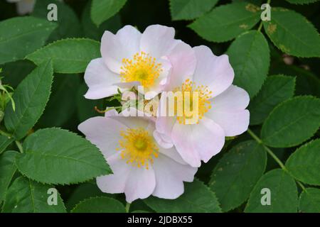 Hipshop, roses roses fleurs de la hanche. Rosier sauvage Banque D'Images