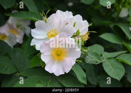 Hipshop, roses roses fleurs de la hanche. Rosier sauvage Banque D'Images