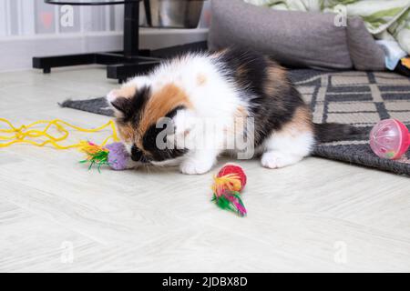 Petit chaton tricolore jouant avec un jouet Banque D'Images