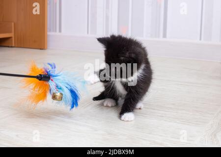 Petit chaton noir jouant avec des jouets gros plan Banque D'Images