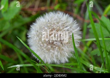 A fleuri le pissenlit dans la nature se développe à partir de l'herbe verte. Vieux gros plan de pissenlit. Nature fond de pissenlits dans l'herbe. La nature de fond vert. Banque D'Images
