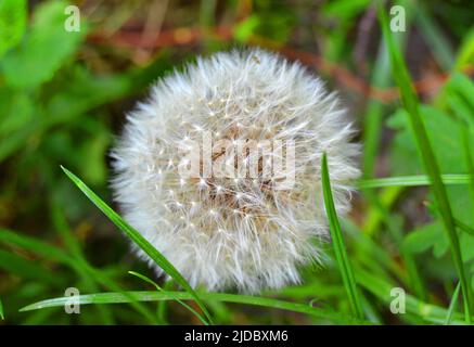 A fleuri le pissenlit dans la nature se développe à partir de l'herbe verte. Vieux gros plan de pissenlit. Nature fond de pissenlits dans l'herbe. La nature de fond vert. Banque D'Images