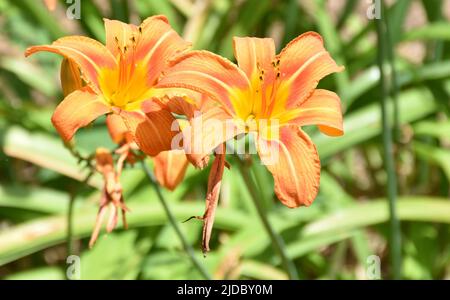 Jardin avec une paire de jolis lys orange en fleur. Banque D'Images