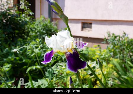 Fleur de l'iris violet sur fond de verdure Banque D'Images