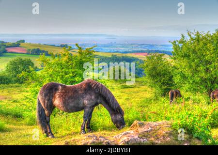 Vue sur le pâturage de poney Exmoor jusqu'à la centrale nucléaire de Hinkley point en HDR Banque D'Images