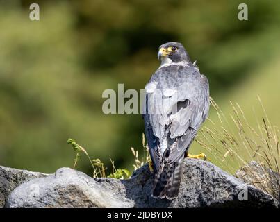 Un faucon pèlerin (Falco peregrinus), perche sur une roche parmi les landes couvertes de bruyère à Haworth, West Yorkshire, Royaume-Uni Banque D'Images