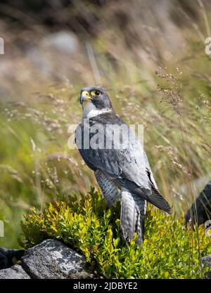 Un faucon pèlerin (Falco peregrinus), perche sur une roche parmi les landes couvertes de bruyère à Haworth, West Yorkshire, Royaume-Uni Banque D'Images