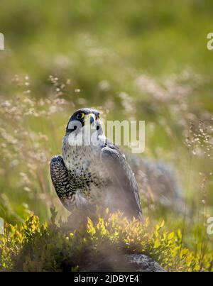 Un faucon pèlerin (Falco peregrinus), perche sur une roche parmi les landes couvertes de bruyère à Haworth, West Yorkshire, Royaume-Uni Banque D'Images