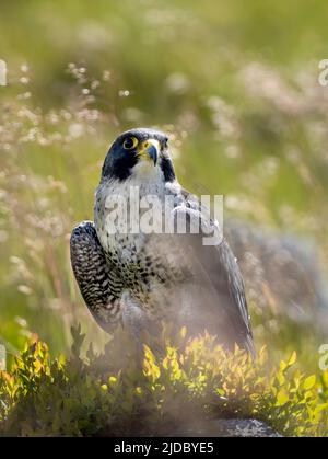 Un faucon pèlerin (Falco peregrinus), perche sur une roche parmi les landes couvertes de bruyère à Haworth, West Yorkshire, Royaume-Uni Banque D'Images