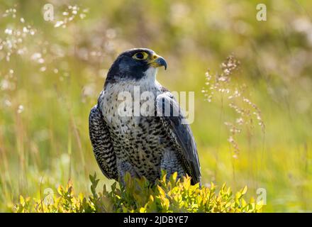 Un faucon pèlerin (Falco peregrinus), perche sur une roche parmi les landes couvertes de bruyère à Haworth, West Yorkshire, Royaume-Uni Banque D'Images