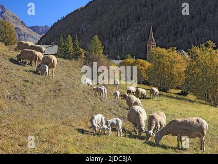 France, Hautes-Alpes Villar-d'arène, troupeau de moutons près du village Banque D'Images