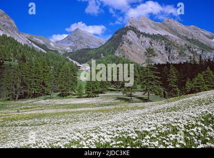 France, Hautes-Alpes Ceillac, paysage fleuri, Parc naturel régional du Queyras Banque D'Images