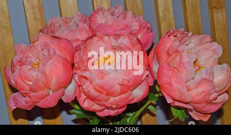 Abondance de bouquet frais de pivoines bouquet de différentes couleurs roses sur un fond différent. Banque D'Images