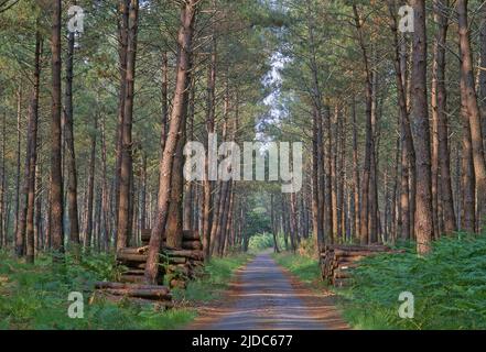 France, route forestière des Landes dans les Landes de Gascogne, Banque D'Images