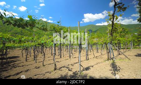 Vignobles avec vignes et cave de vinification le long de la route des vins au soleil, pays de Géorgie sur les vignobles de printemps, montagnes. Paysage avec vignes vertes. Contre le rétro-groupe Banque D'Images
